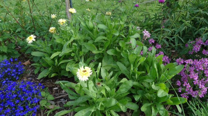 Calendula ‘Snow Princess’, classé parmi les grands soucis , «résistant» au mildiou 